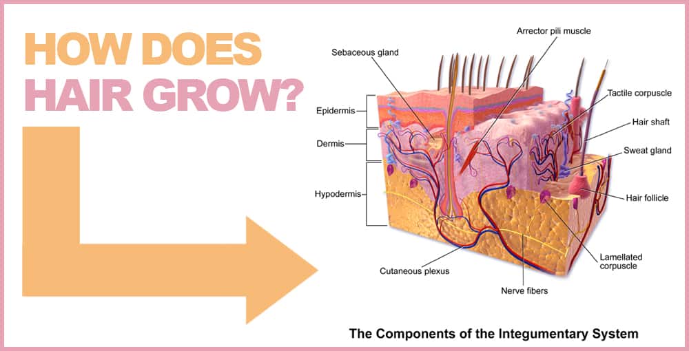 What Is Hair Made Of and How does it Grow? – Basic Explanation